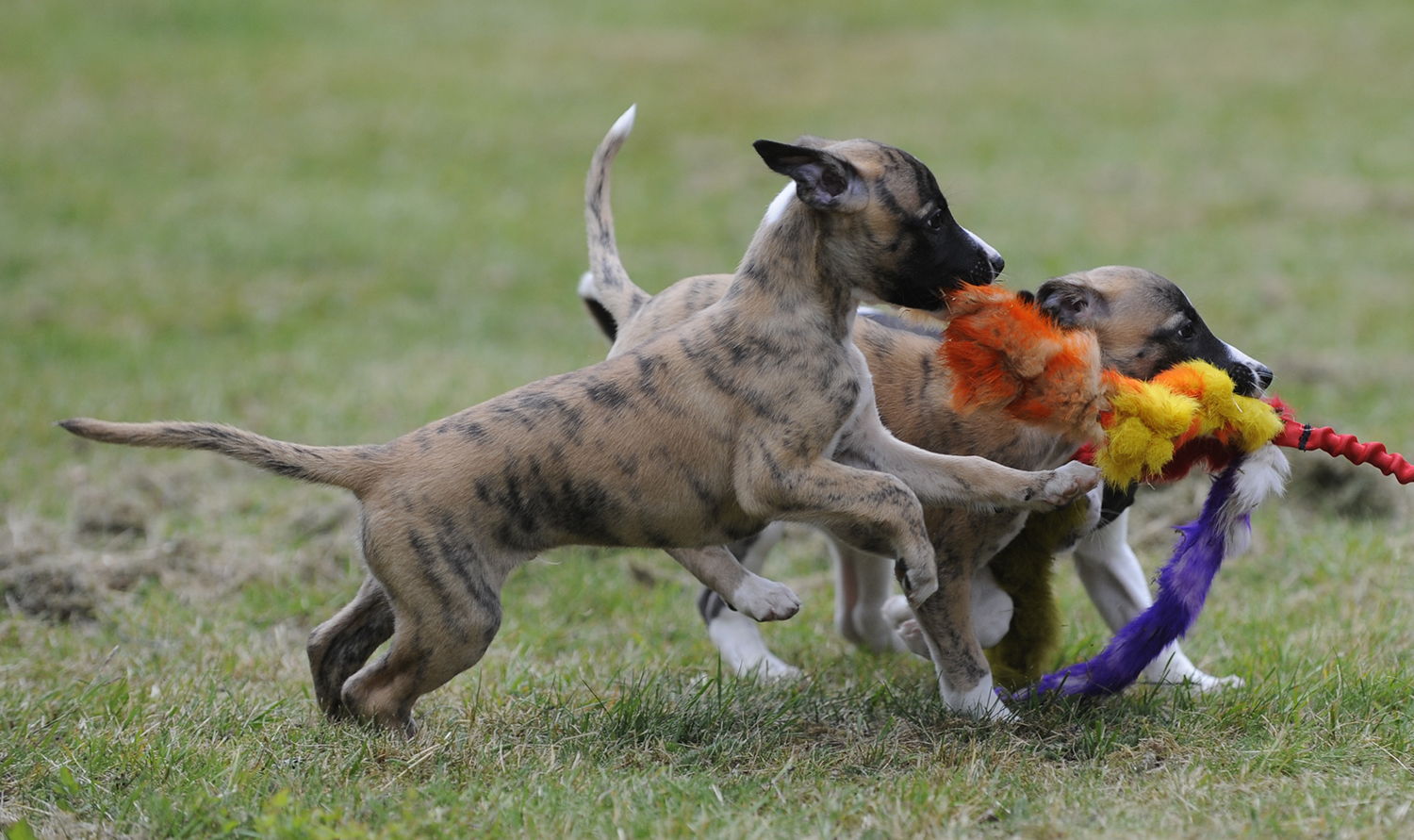 whippet puppies