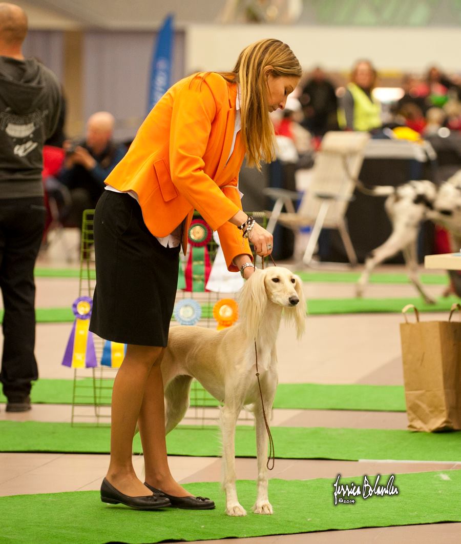Judge Jussi Liimatainen, Finland
2nd best bitch, CAC and RES-CACIB