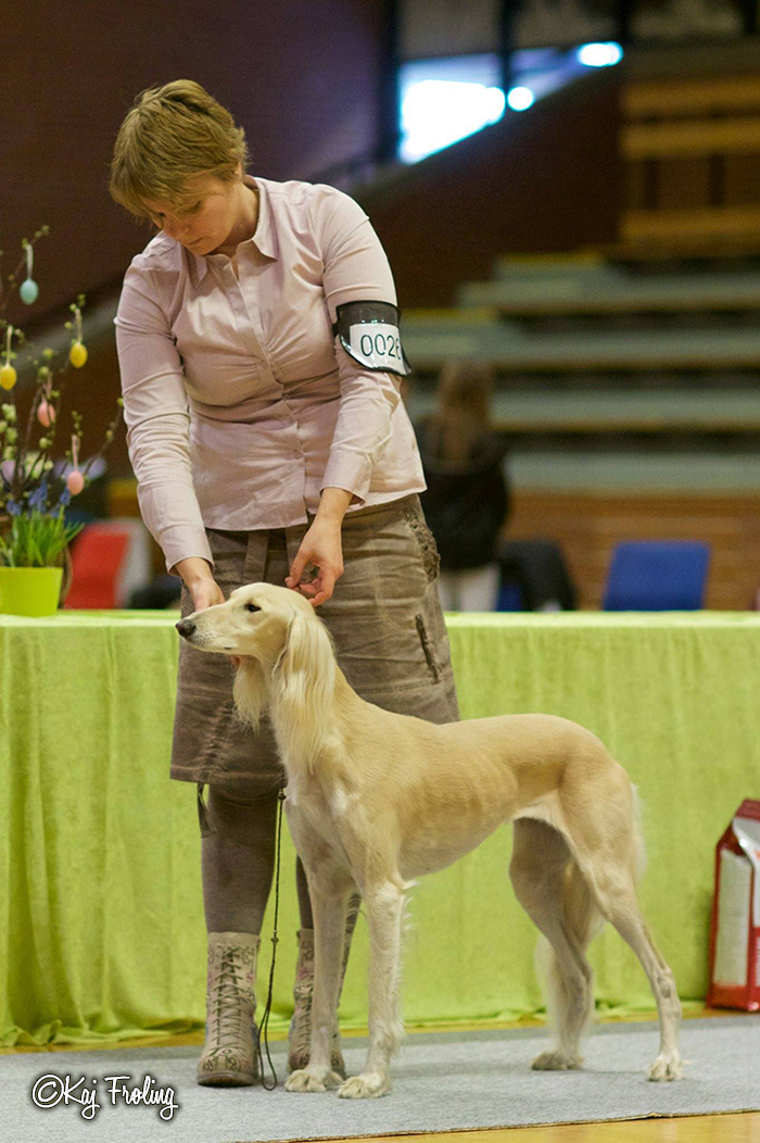 Judge Ann Cuthbert, Ireland 2nd best bitch with RES-CAC and CLUB CAC