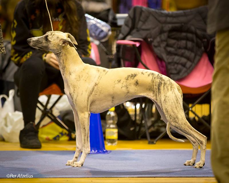 Yesterday we went to Växjö International show - 80 Whippets was entered. Grace won the champion class and ended up as 3rd best bitch. Good girl =)