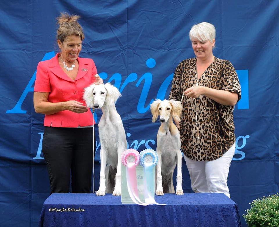 Frost BIS puppy and Yoshi BOS puppy at the Saluki Club Show at Öland. Judge Veronika Chrpová, Czech Republic. Elliot was 2nd in puppy class.