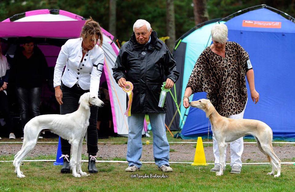 Frost BOB puppy and Yoshi BOS puppy at the NDS at Öland. Judge Rudi Hubenthal. Elliot was 2nd in puppy class. Grace was 2nd best bitch under judge Åke Cronander, Sweden.