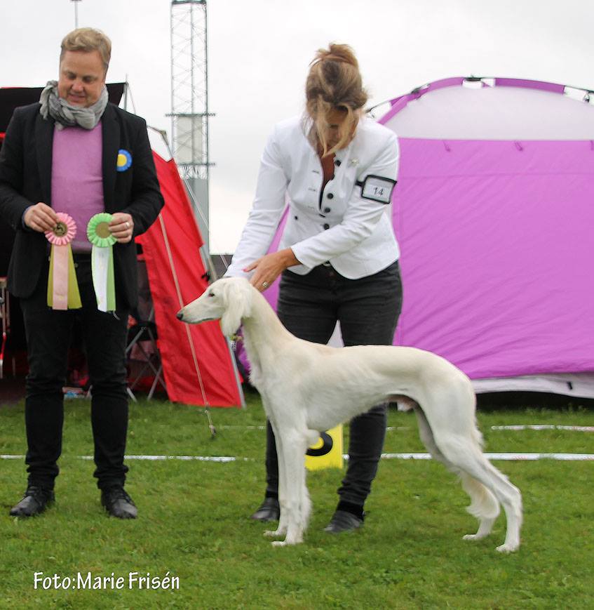 Frost was BOS puppy under judge Mikael Nilsson, Sweden.