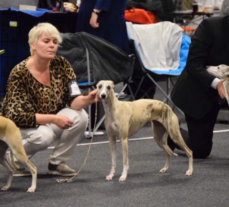 Grace won 2nd best bitch and the final club CAC, so now she is also Danish Club Champion. Judge was Lotta Brun, Spain