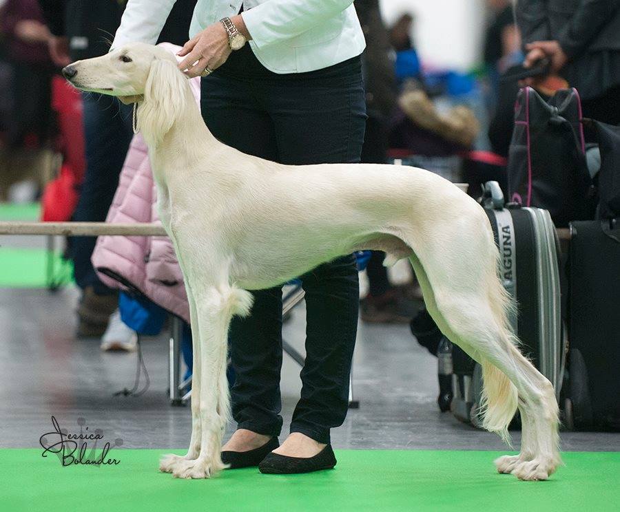 Frost was 3rd best male with CAC at the Danish Sighthound club show in Køge. He also got the Junior Club CAC.