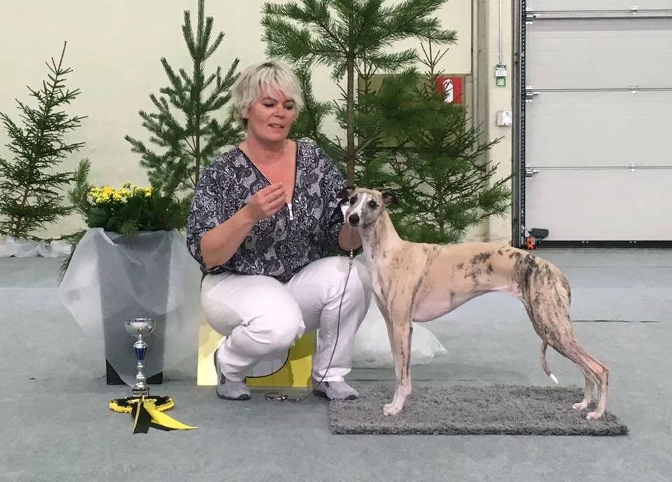 A great way to start the year! Grace won BOB, CAC, CACIB and group-3 - 73 Whippets entered. Breed judge Kresten Scheel, Denmark and group judge Rita Reyniers, Belgium. Grace got her last CACIB for the C.I.B title and the Finnish CAC for the Finnish champion title.