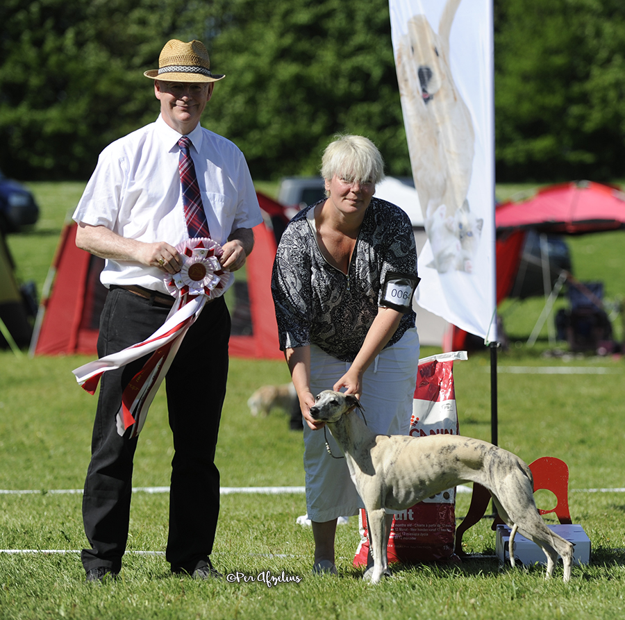 Grace won best of breed, club CAC, Danish CAC and gained her Danish Champion title. In the finals she was BEST IN SHOW! Judged by Kresten Scheel, Denmark