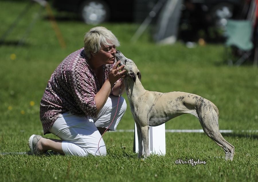 Grace won best of breed and club CAC. In the finals she was BEST IN SHOW 2! Judged by Birte Scheel, Denmark