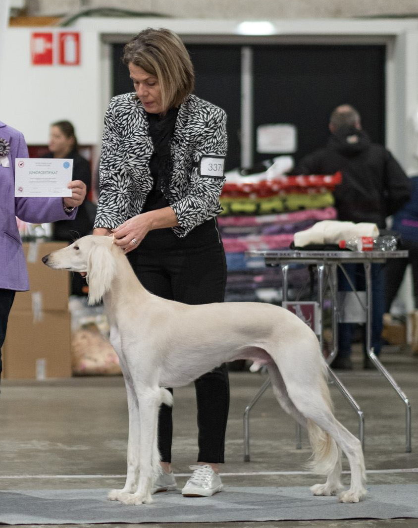 IDS Fredericia 11/2 2018. Frost won 2nd best male, Junior CAC and reserve CAC. Judge Hassi Assenmacher-Feyel, Germany. Photo by Kaj Frøling.