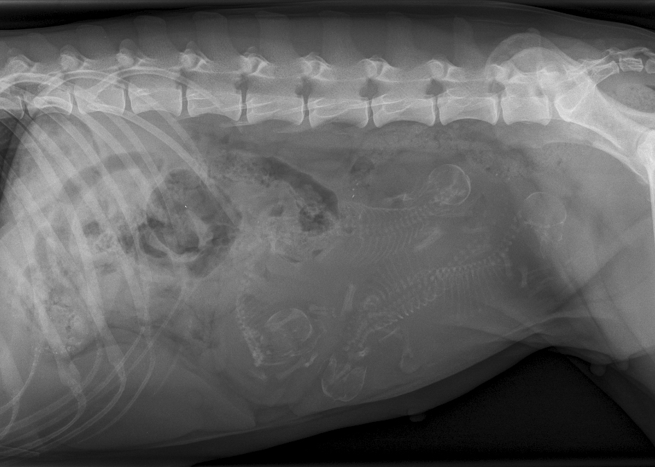 Saga 51 days: x-ray shows 4 puppies! Very pleased!!!