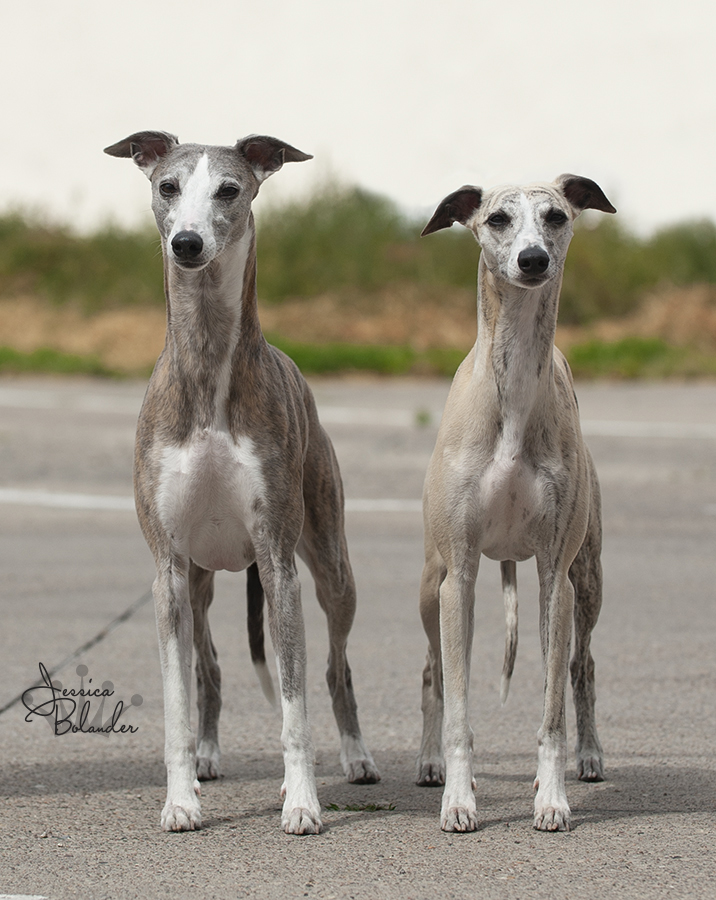 Grace's future husband will be the handsome Ch Camouflage Idealist, a lovely male that I have admired for years and has everything I want in a Whippet. I think Grace approved ;) It is still a year to go, but I prefer to plan a long time ahead. Enquiries are welcome!