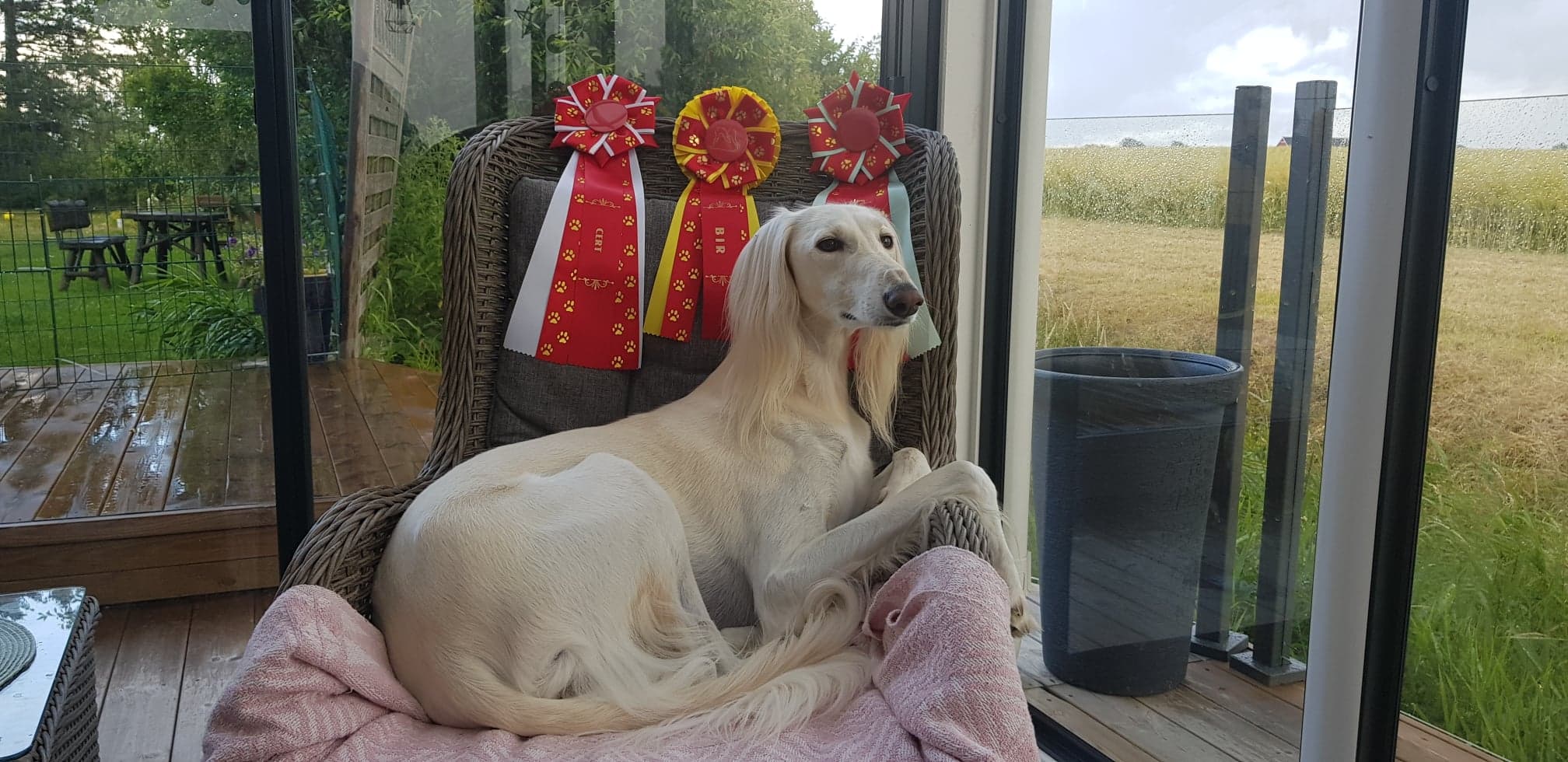Frost won BOB and CAC today at the Danish Sighthound Club show under judge Knut Fr Blütecher (Showline Hounds), Norway. He is now Danish and Swedish champion! Huge congratulations to Gunilla and Micke =)
